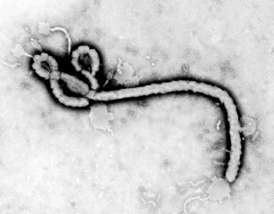 ebola-virus-cdc.jpg