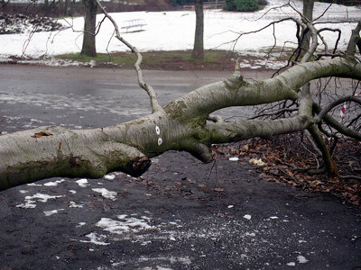 fallen_tree